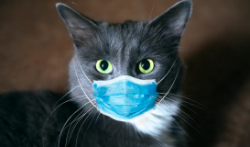 JK live- new UI smokes